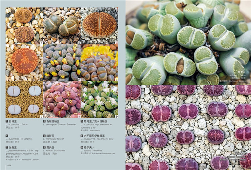 多肉植物图鉴圣经