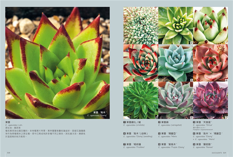 多肉植物图鉴圣经