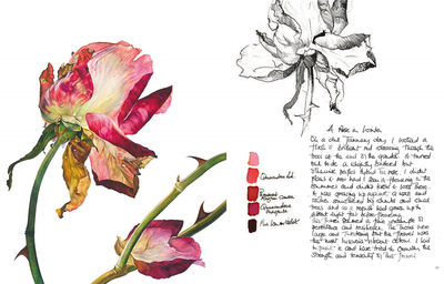 Rosie Sanders’ Roses: A celebration in botanical art，罗西·桑德斯的玫瑰:植物学艺术