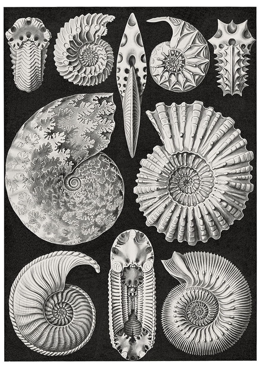ernsthaeckelartformsinnature22pulloutposters恩斯特海克尔自然界中